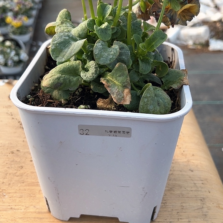 水晶抖音直播闪拍32