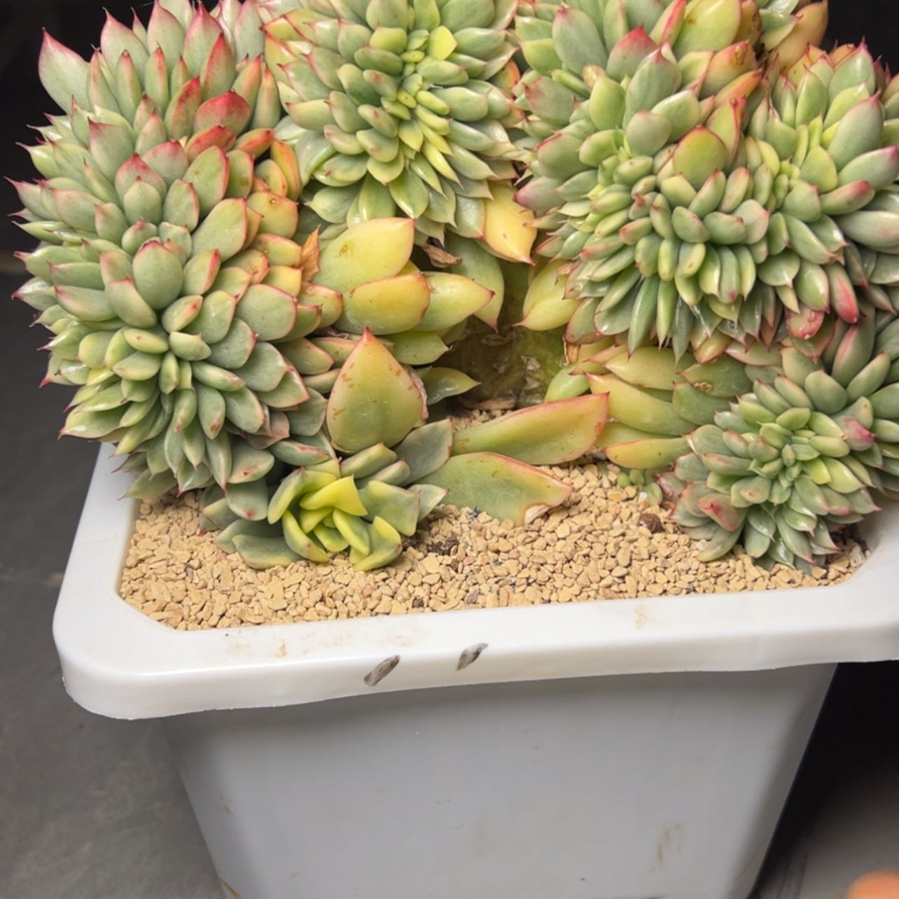 【闪购商品】林杰安娜锦多肉980