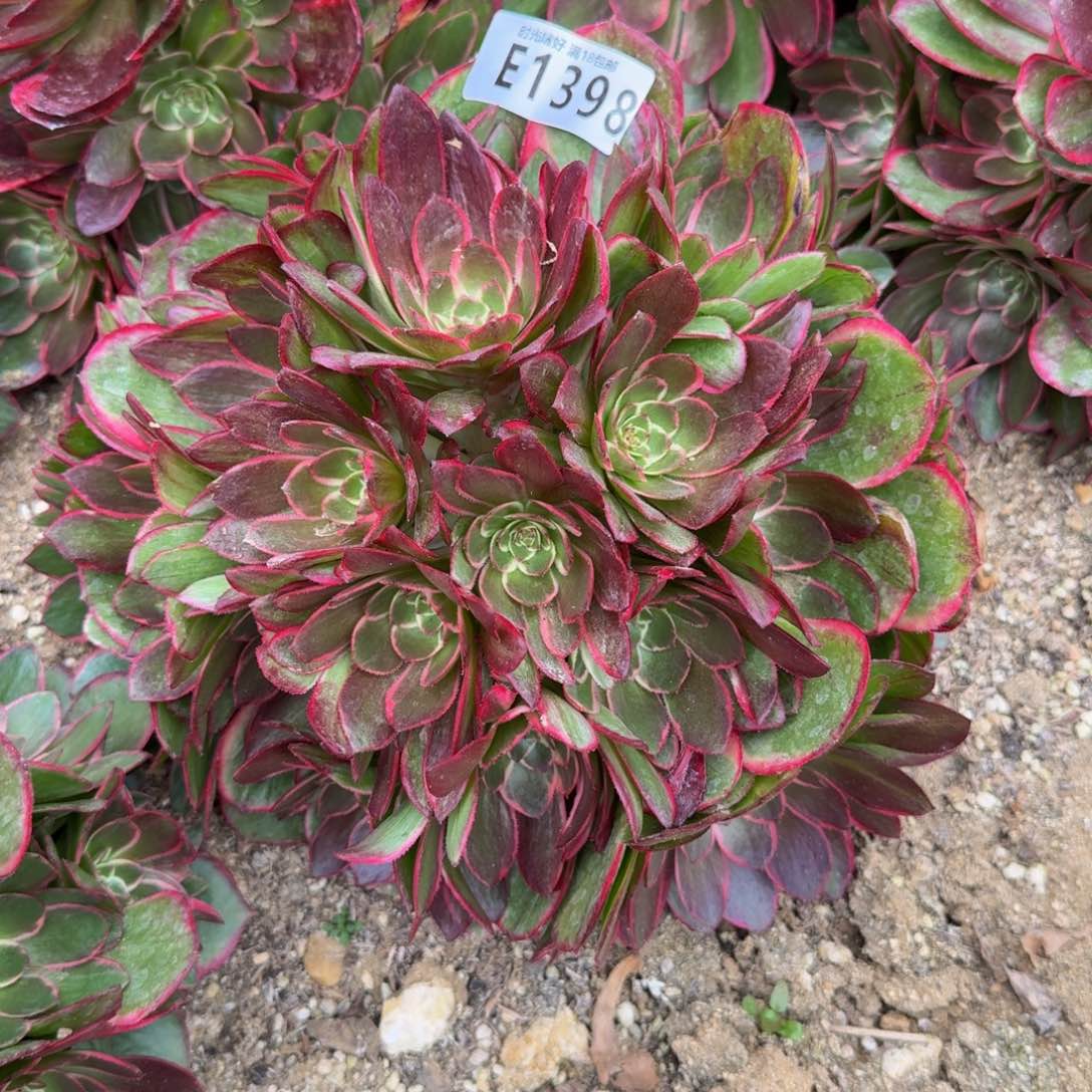1398粉花妖。多肉植物
