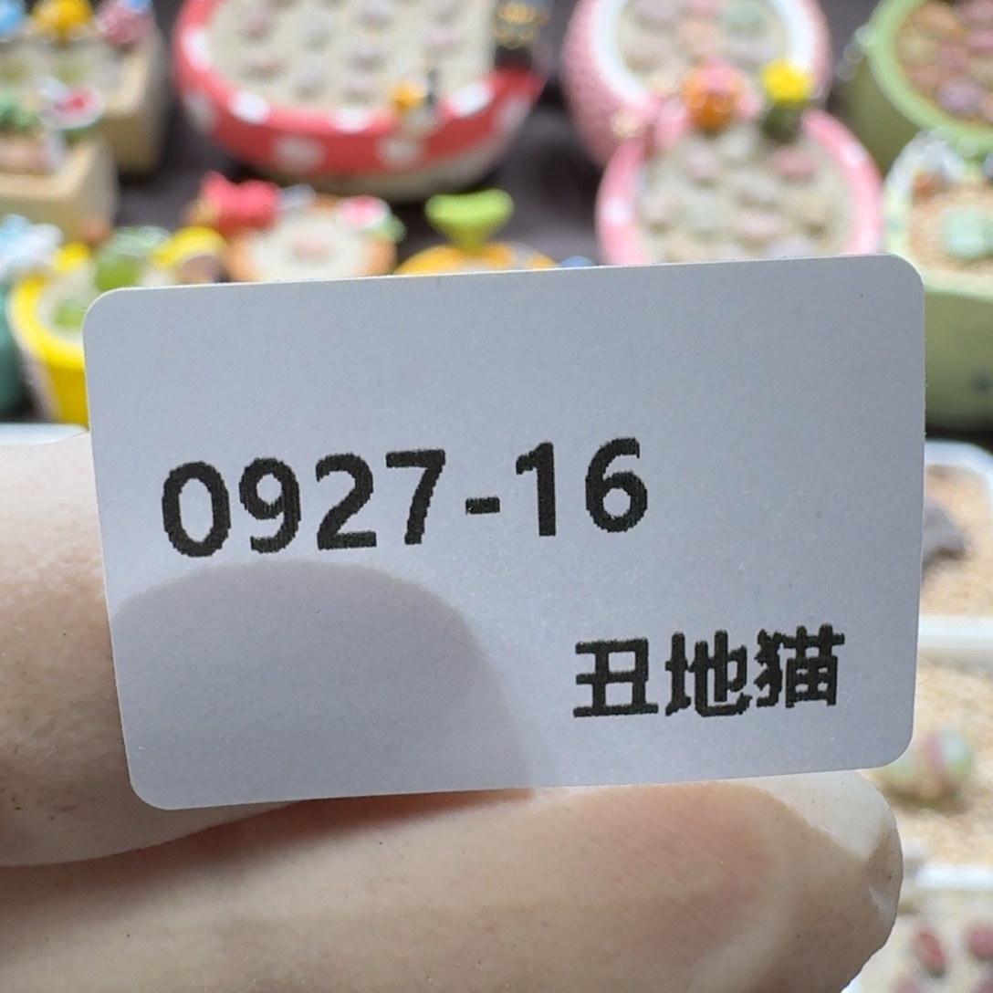 a***e0927-016卷卷卷卷卷j