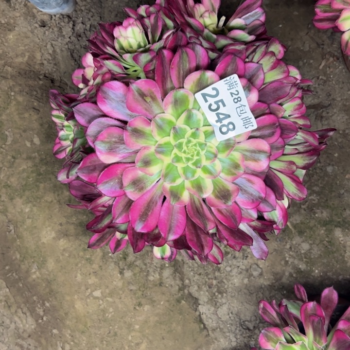 2548天和多肉植物