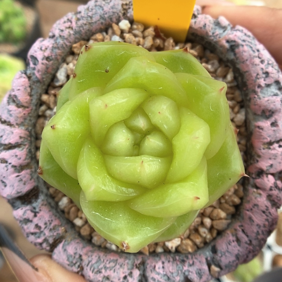 玉芷珍妮3631号。   