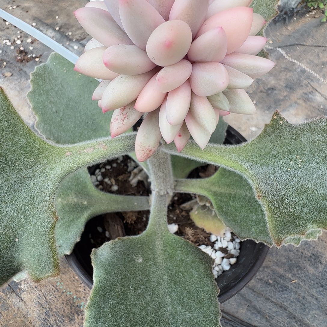 姬***君多肉植物多肉植物