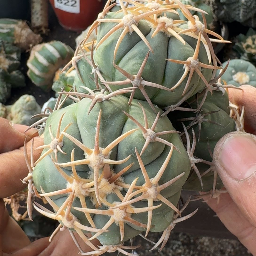 【闪购商品】四头翠屏881