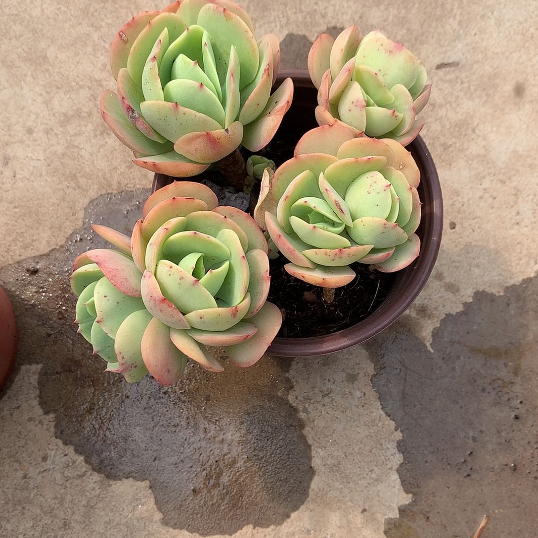 青****师鸡蛋碧桃多肉植物