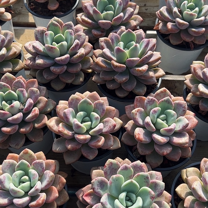 大单头        花斑露