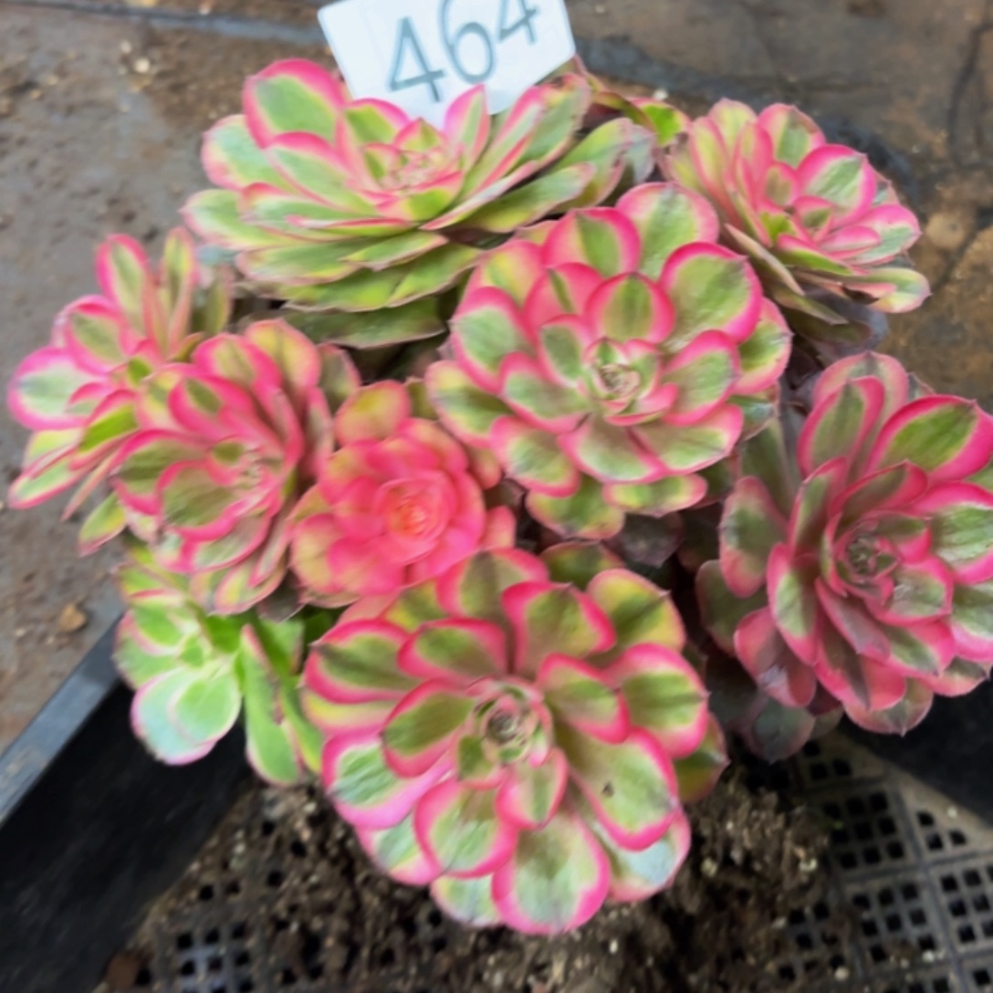 蓝***莲哈哈多肉葡萄福利来464