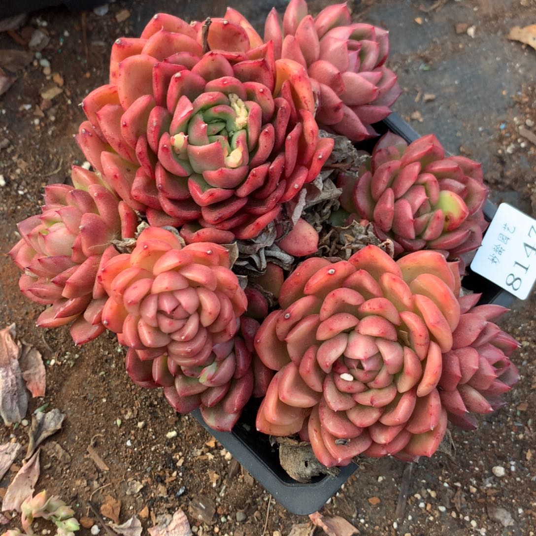 8147杂交多肉植物