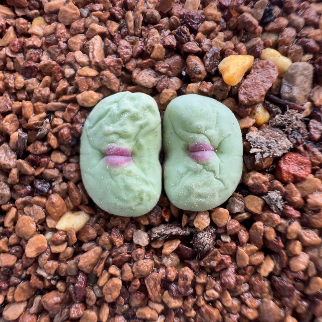 553号中型嘟嘟嘴。      