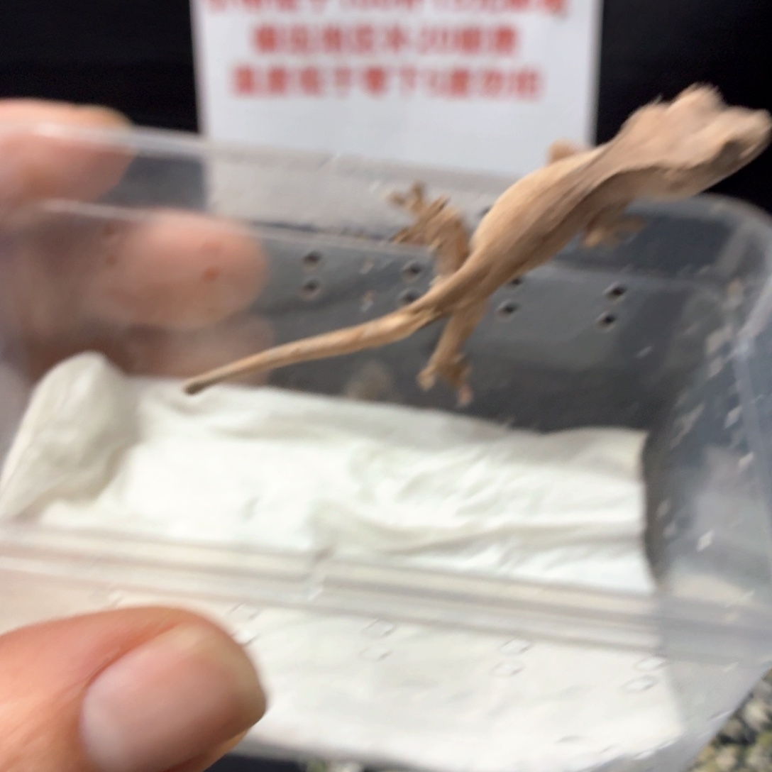 睫角守宫睫角守宫可爱入门