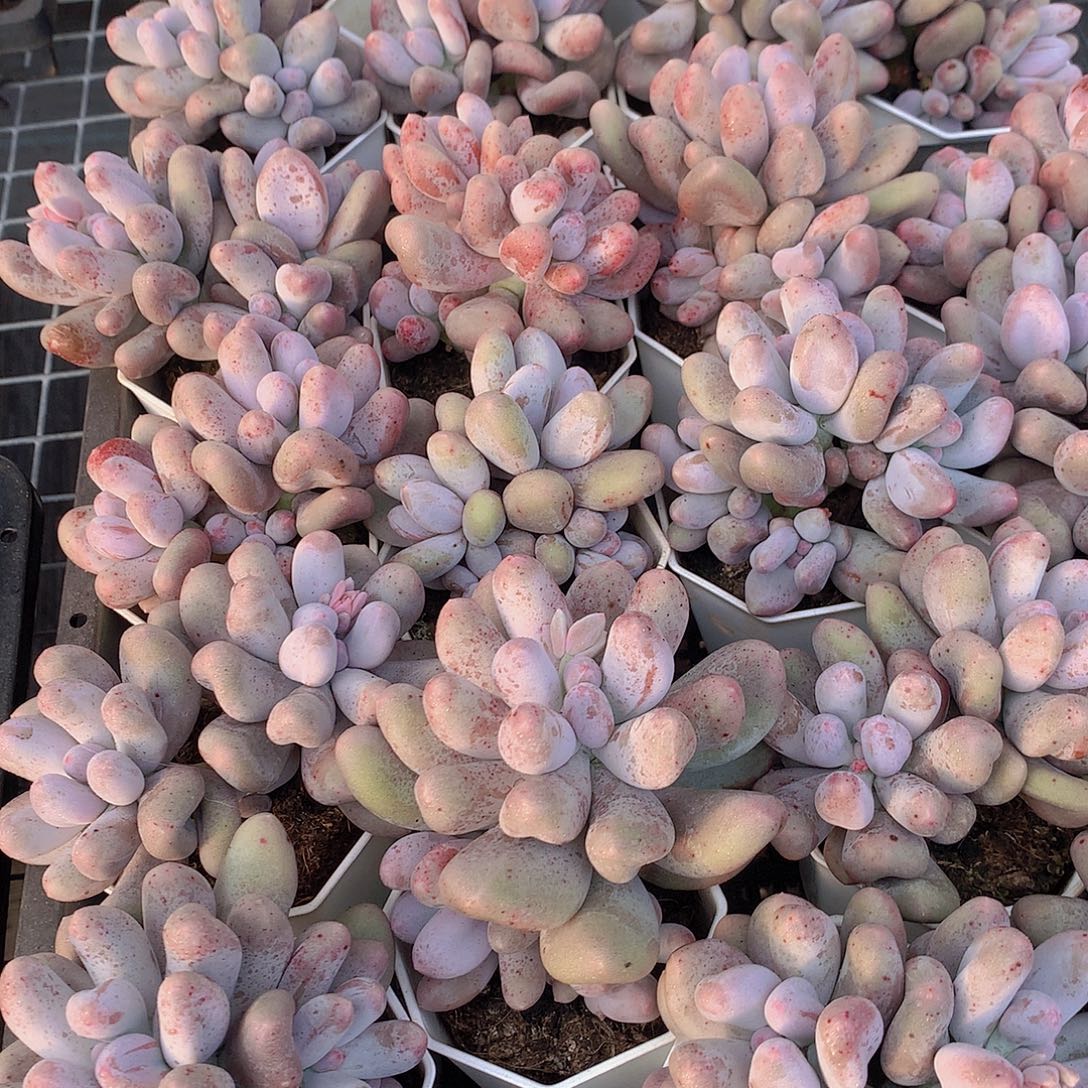 米可奶2456677788899999