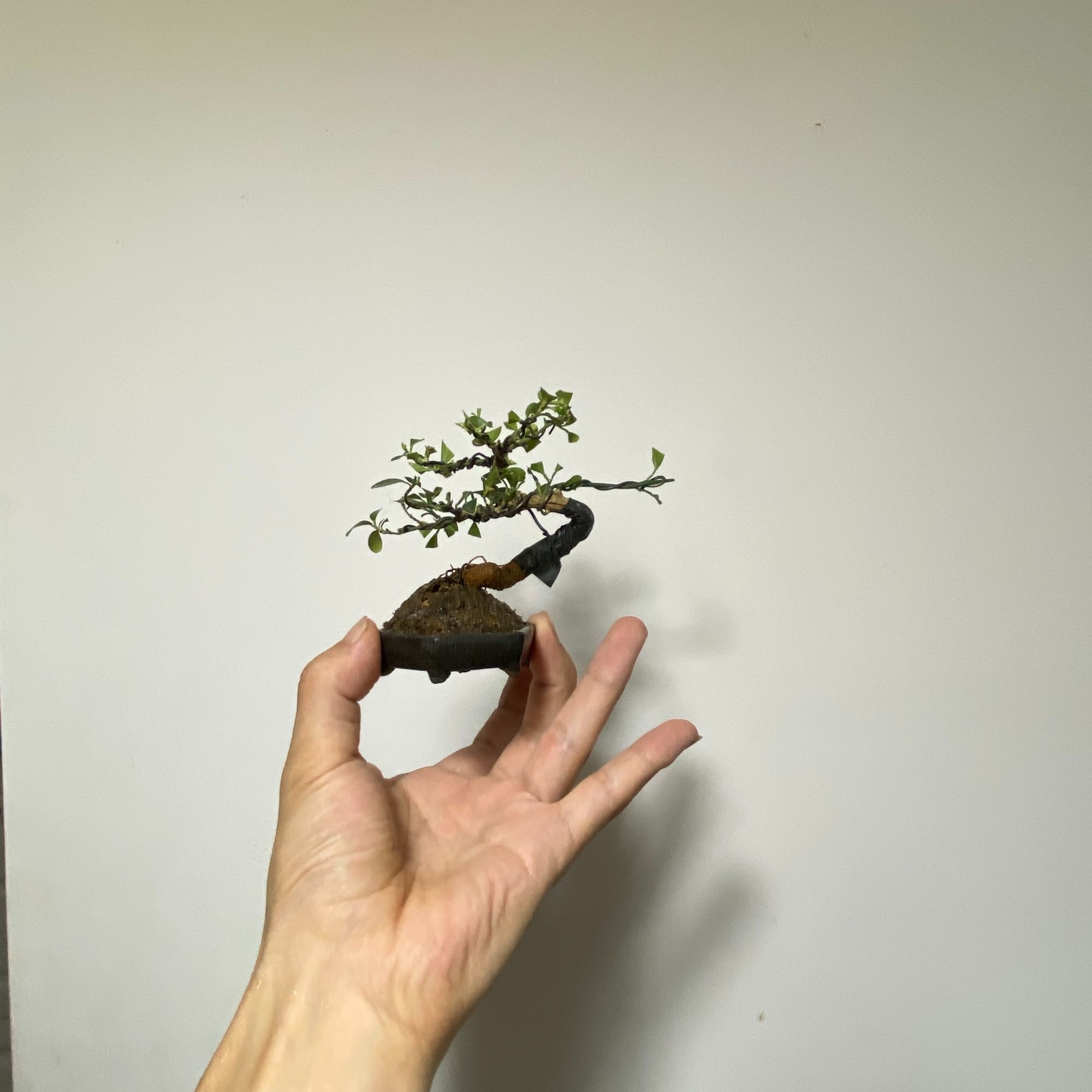 盆栽盆景绿植花卉