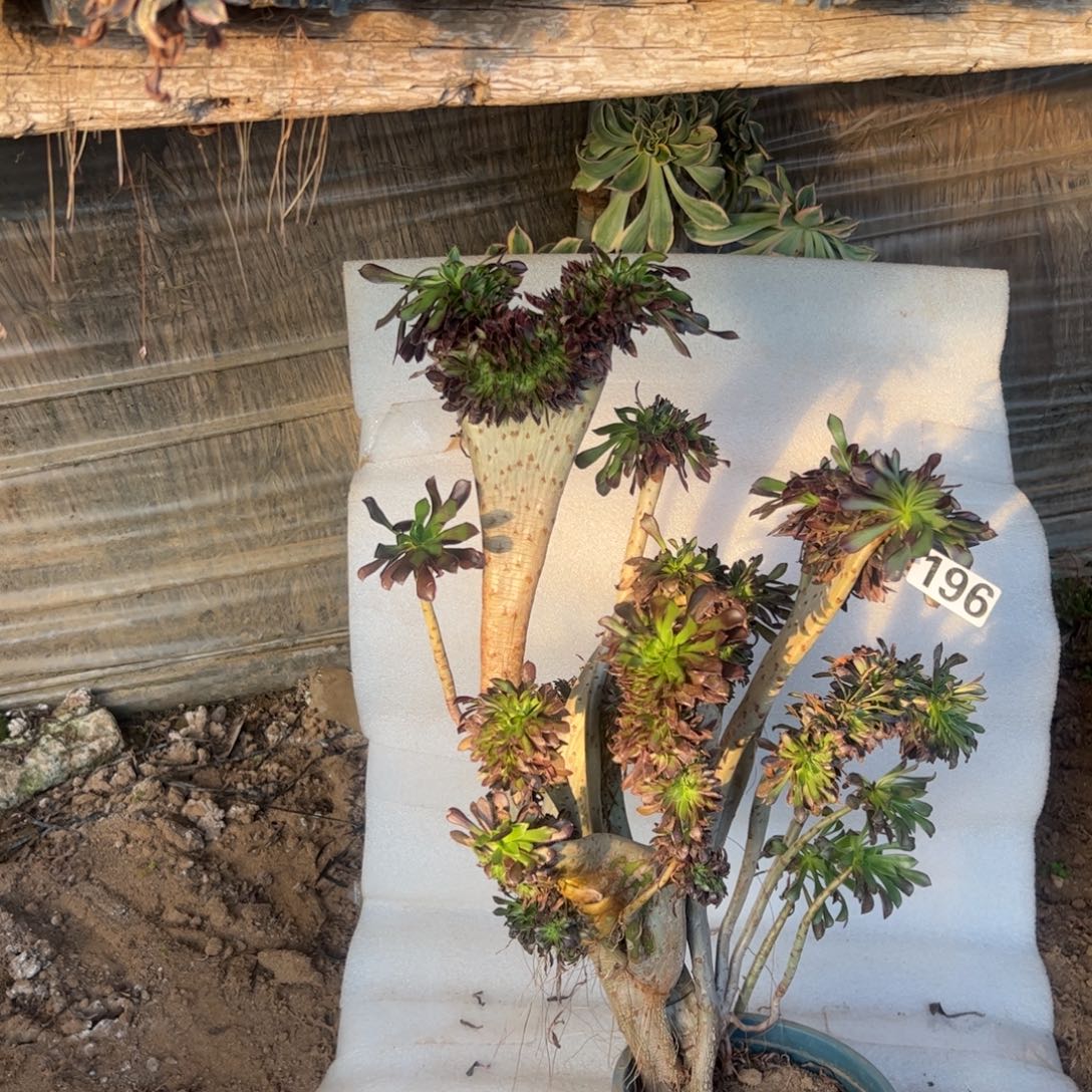 猫***儿有伤黑缀196高度47厘米