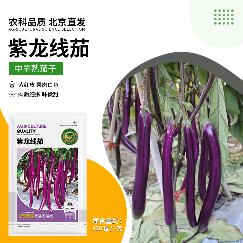 【农科院推荐紫长茄子种子】四季蔬菜种子盆栽种子易种年货节推荐
