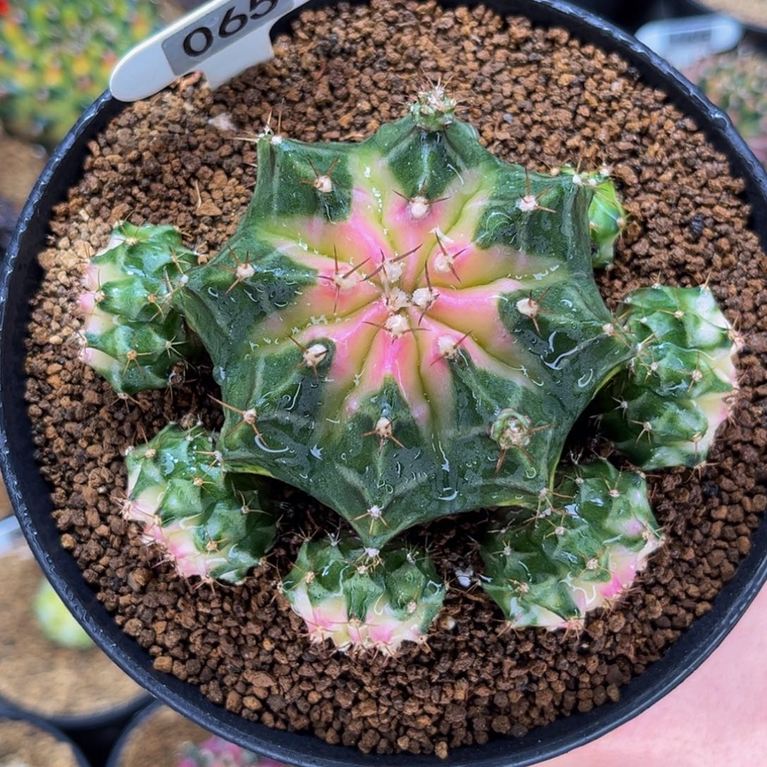 白穹顶 侧芽可出 米哈仙人球