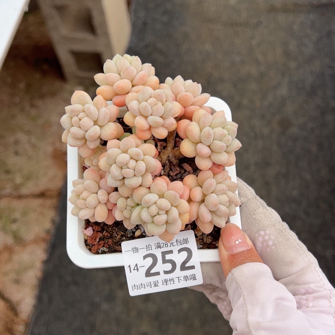 洛可可多肉多肉多肉多肉