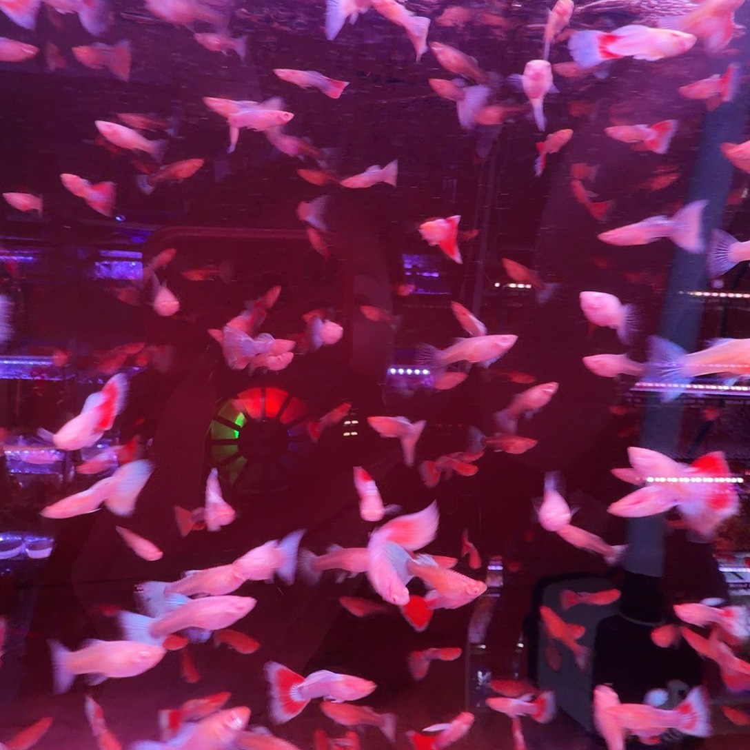 孔雀鱼火烧云11条(6条送备损5条)