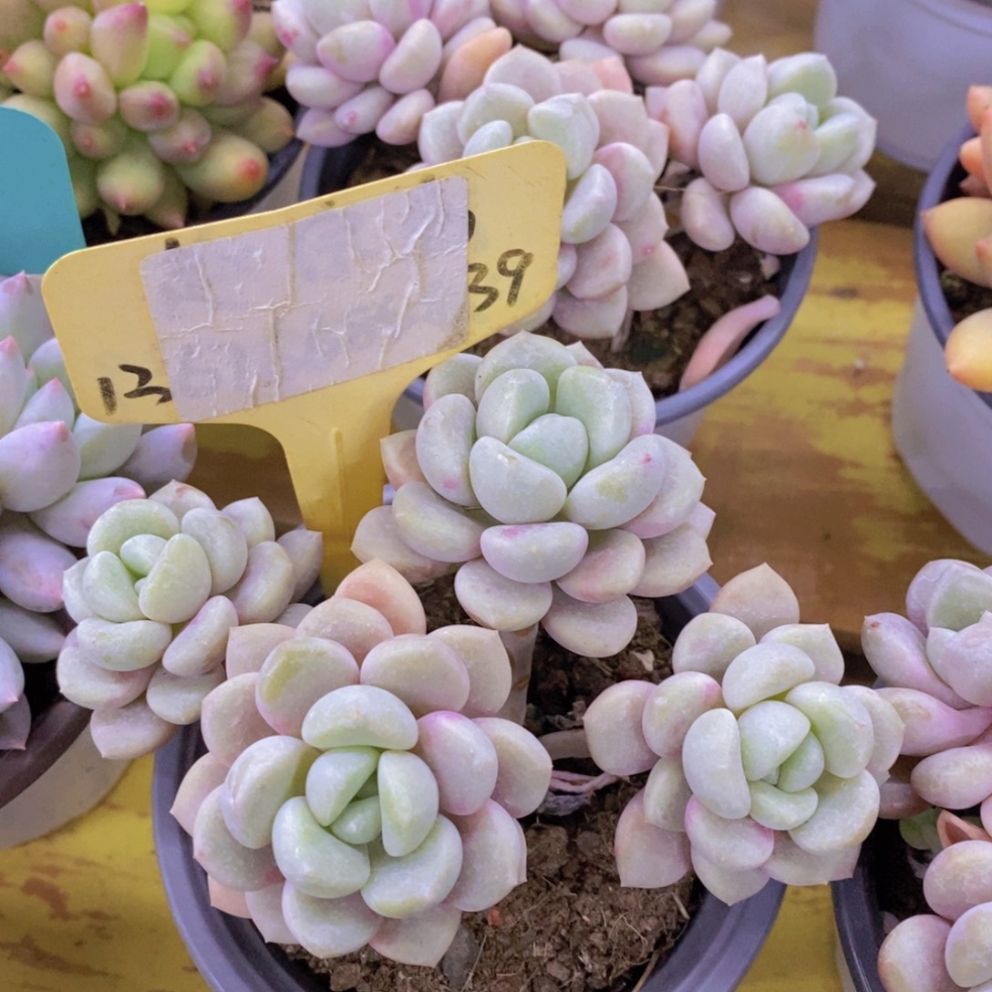 快乐至上，开心无价，一物一拍