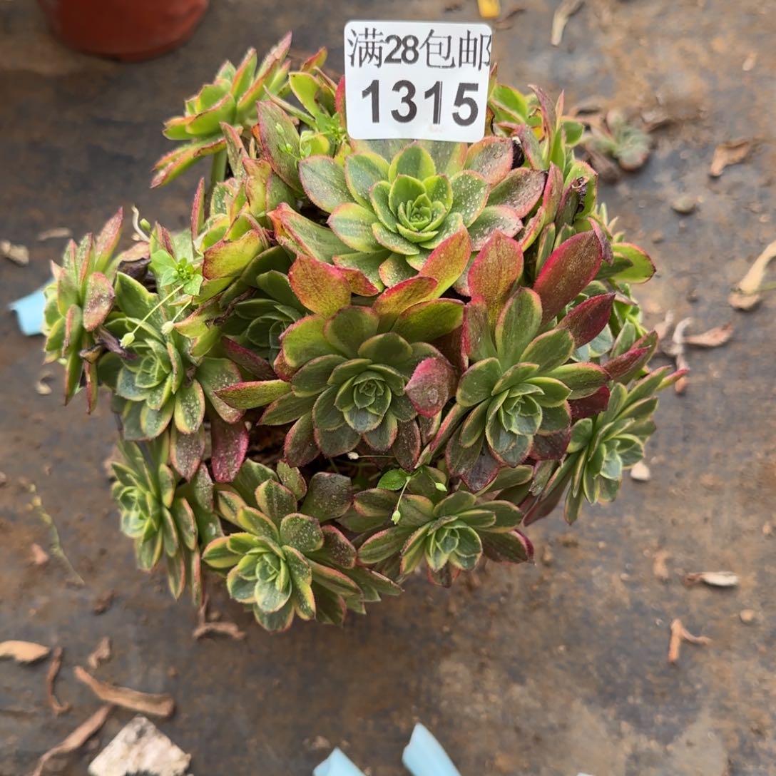 万黄锦1315满28包邮断枝不包