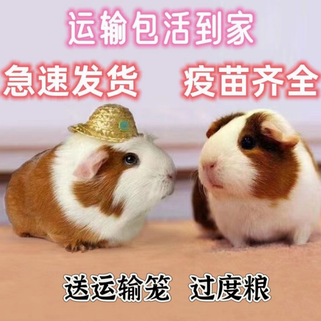 温顺可爱适合家庭喂养的豚鼠活体小宠物猪活物幼崽到家