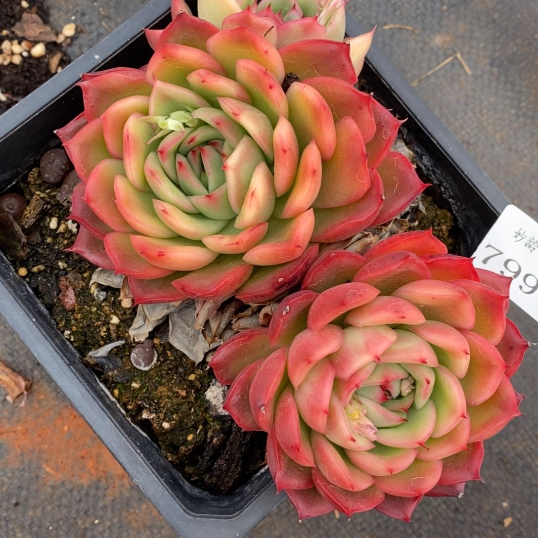 7997杂交多肉老桩