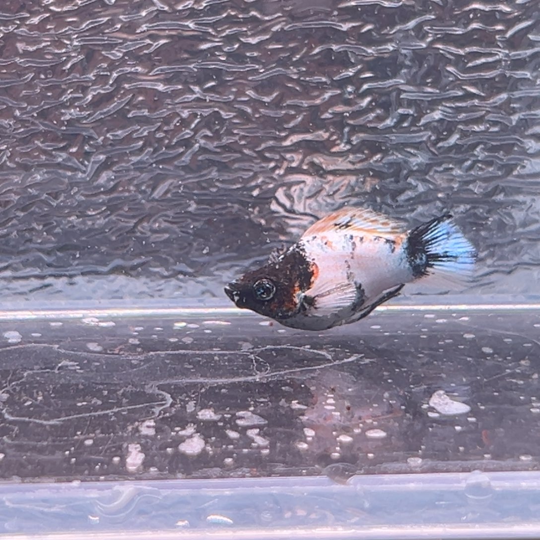 孔雀鱼玛丽鱼一条