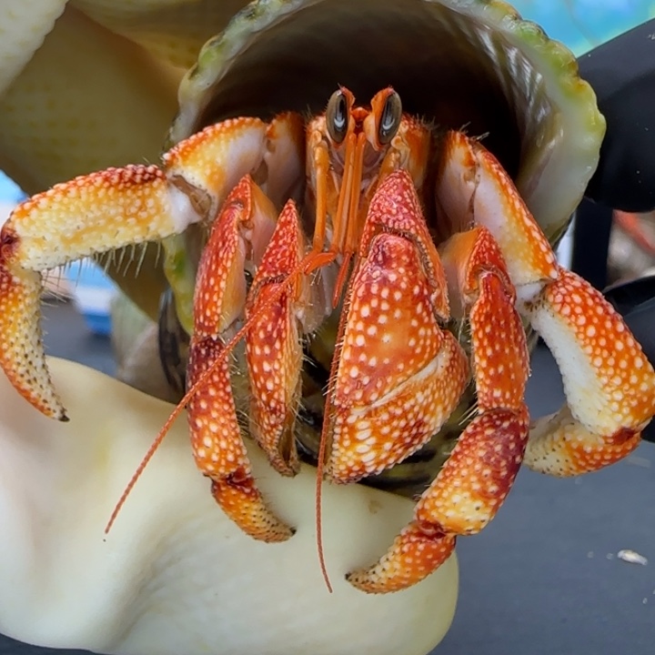 A13印尼红草莓1.9cm口径