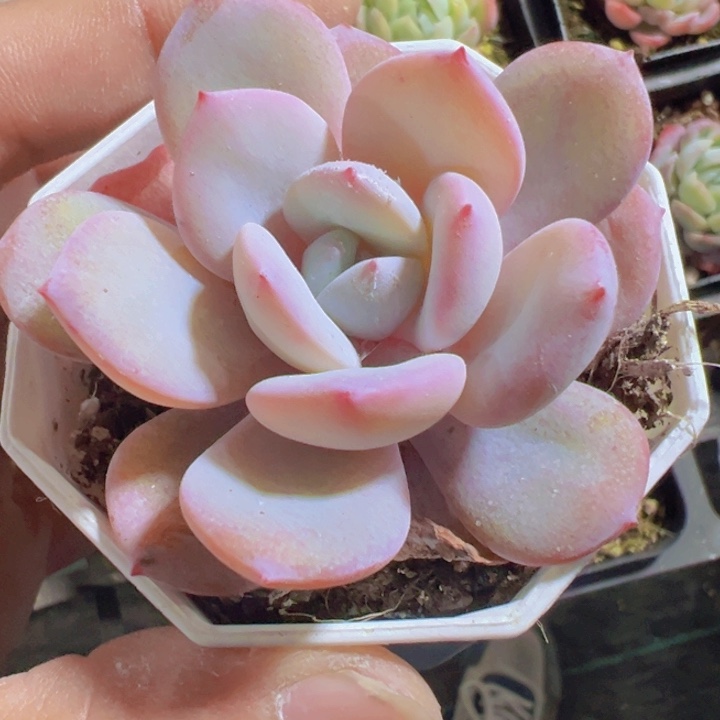 奶茶精品多肉植物大战