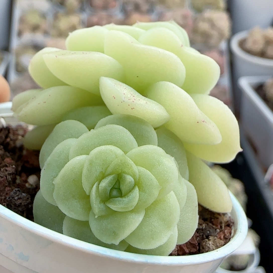 猫*【闪购商品】0131-44（m1-551）