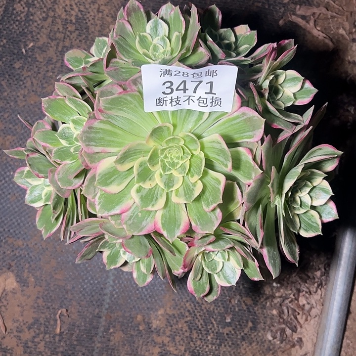 3471万彩灯多肉植物