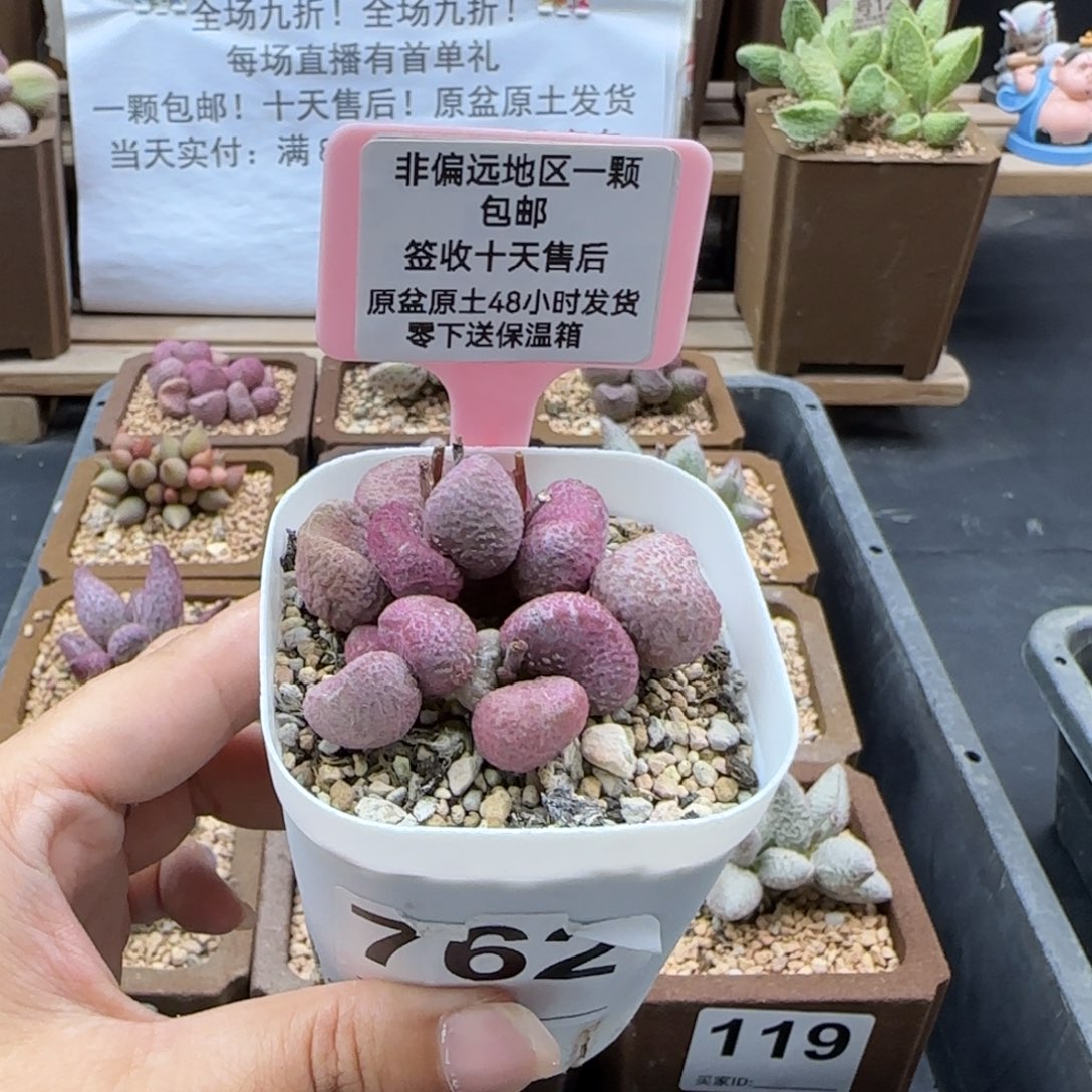 762夏娃多肉植物微瑕