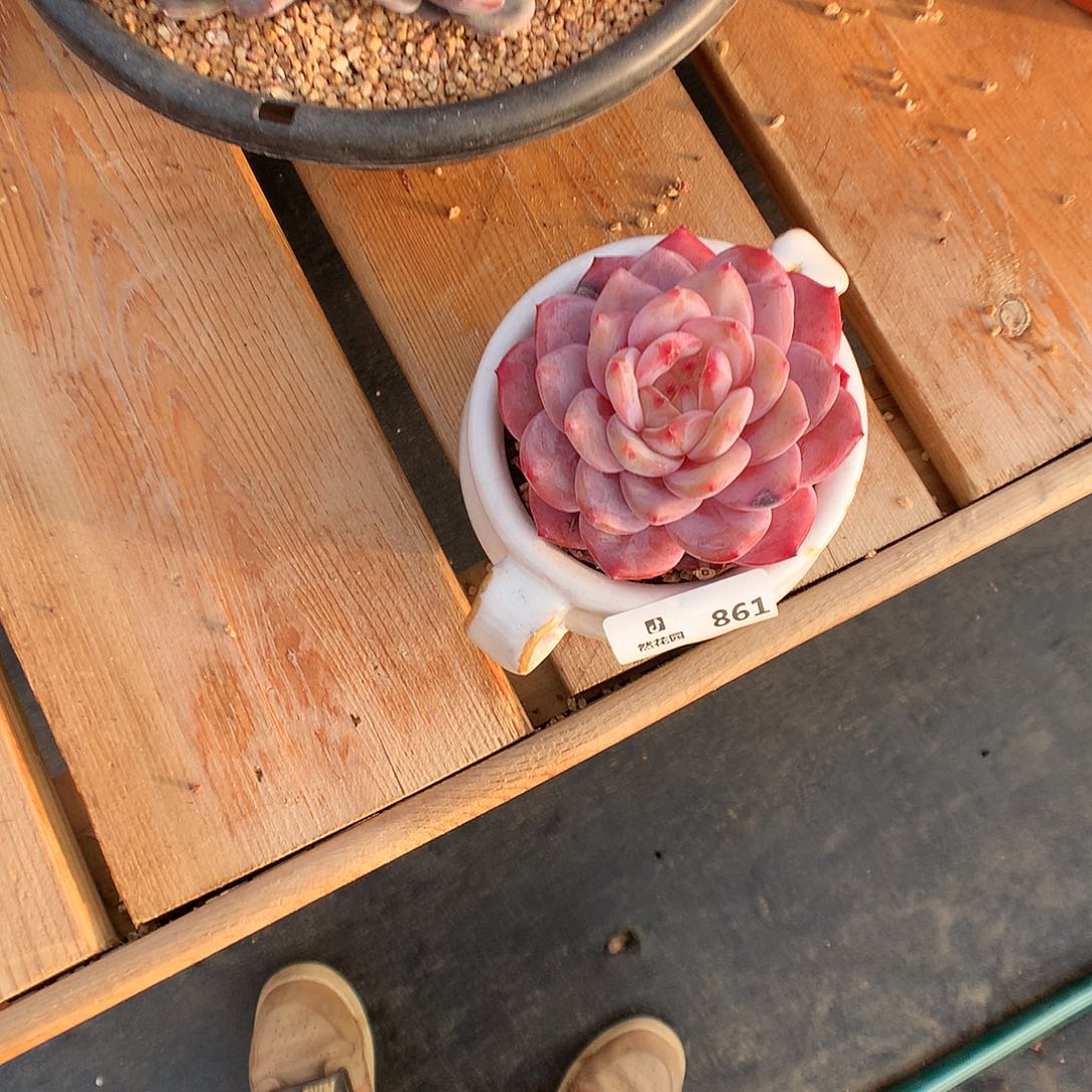 861雪天使多肉植物微瑕