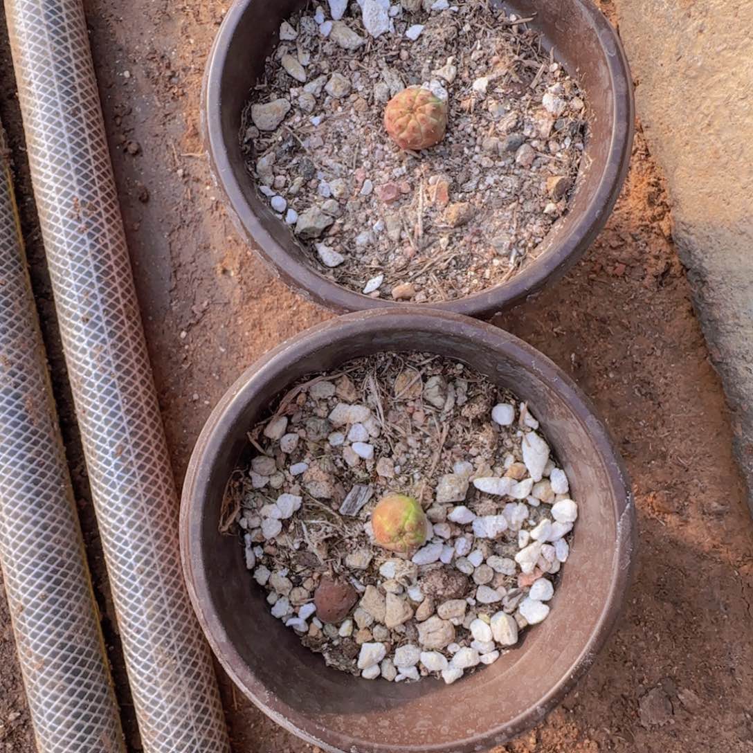 无***幻块根植物块根植物