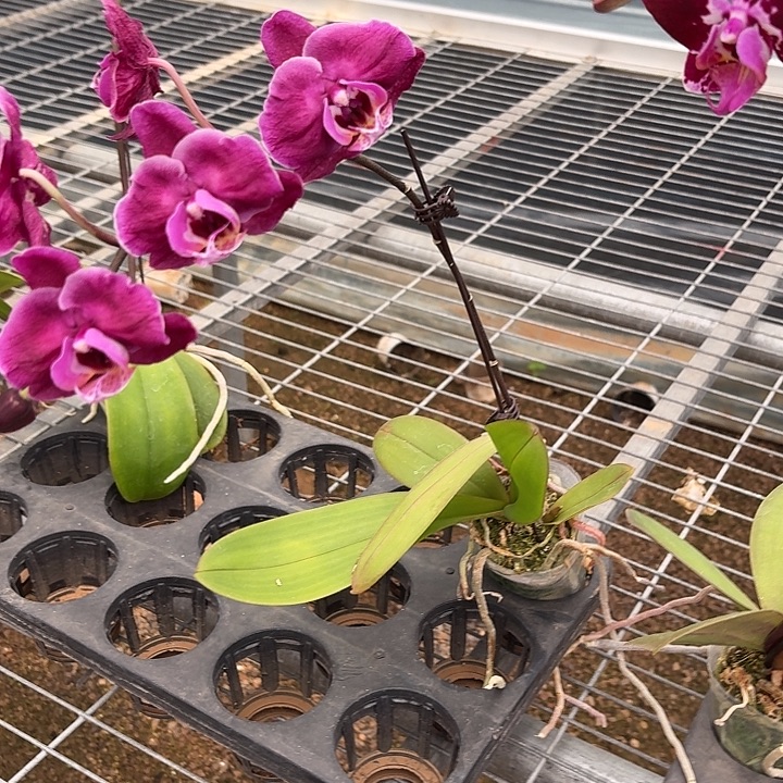 美***啡完全开放042蝴蝶兰一物一拍