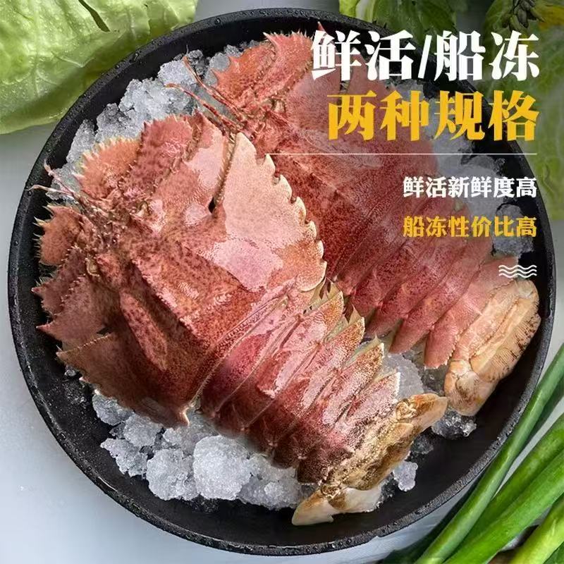 东海海鲜海捕九齿扇虾鲜活琵琶虾