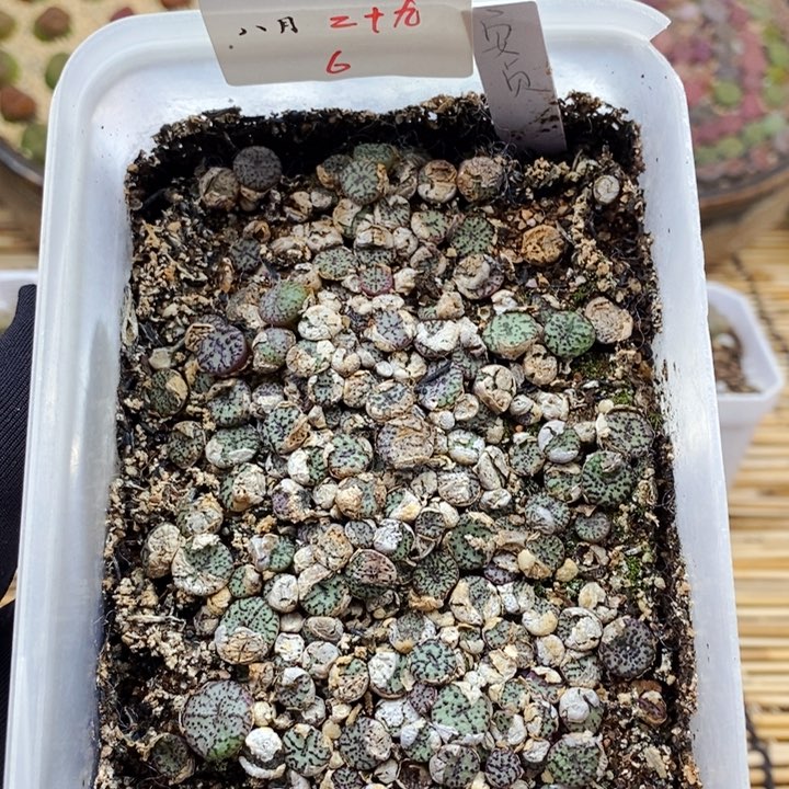 一物一拍安贞混——-8.29–6