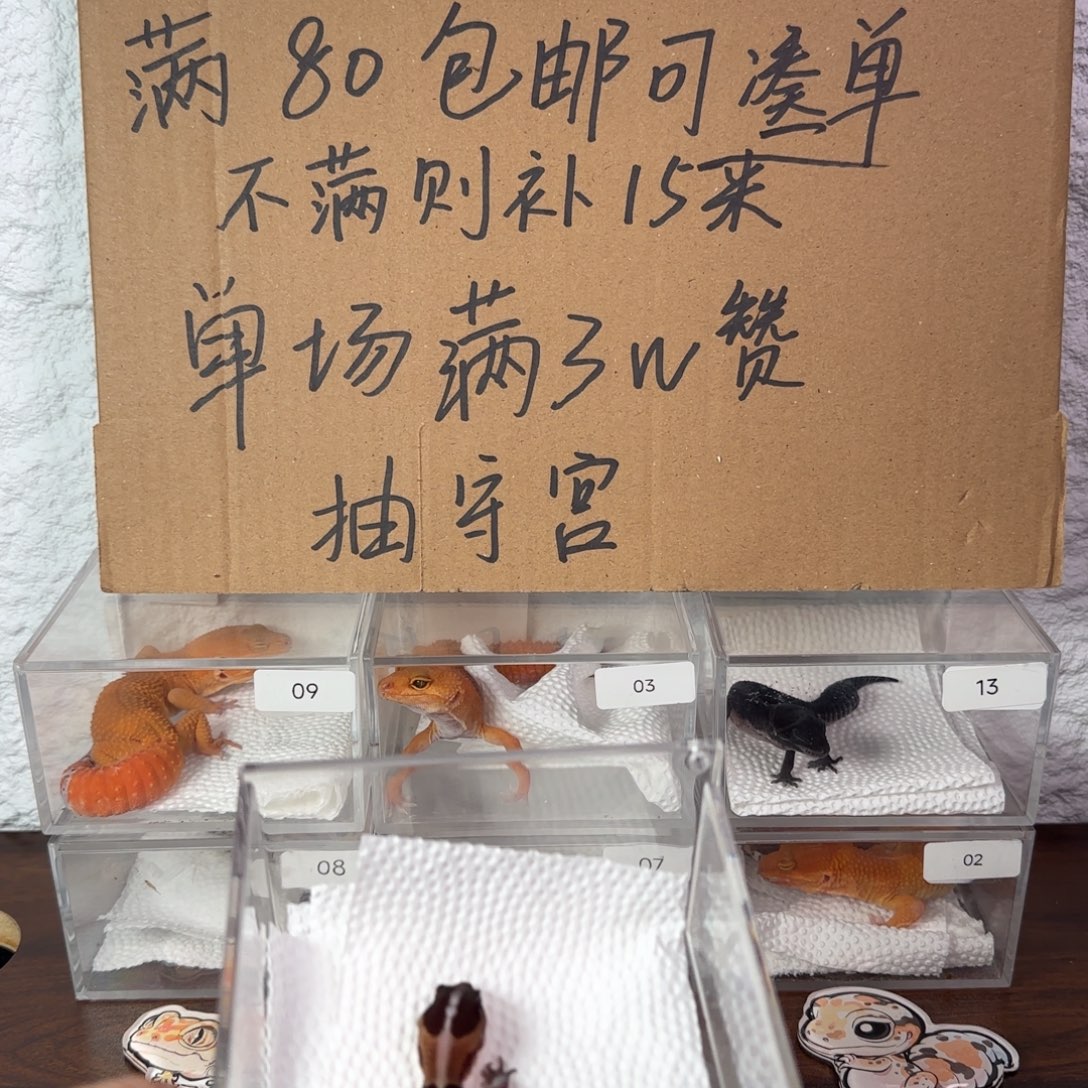 豹纹守宫直线原色肥尾瘾橘白无纹妹妹