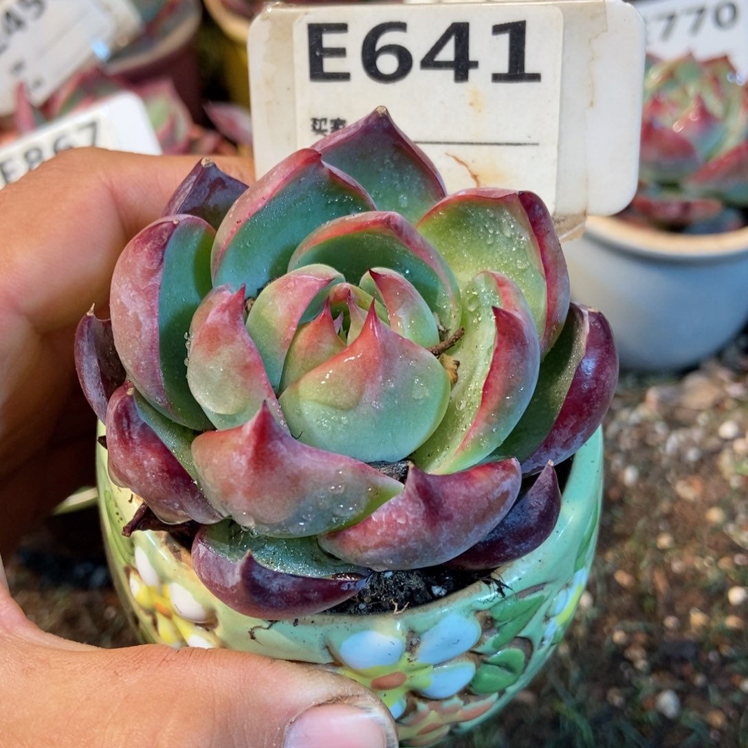 惊鸿一瞥641号多肉