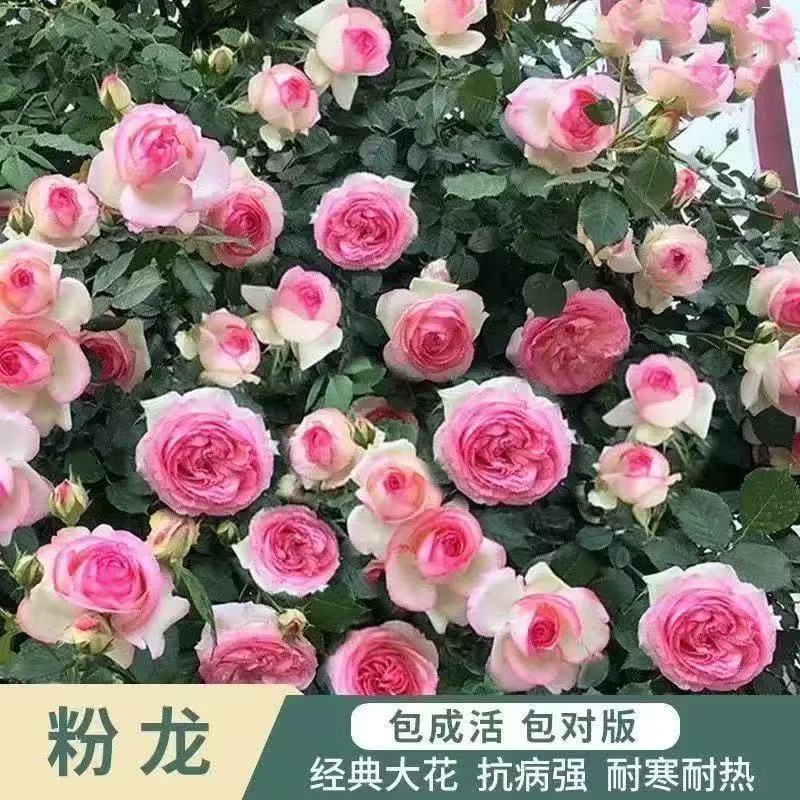 三年母苗1米6爬藤月季蔷薇大花苗四季开花玫瑰藤本浓香型庭院盆栽