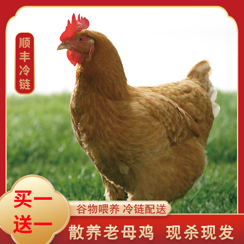 【开播福利A】农家散养黄油老母鸡买1送1共2只净重4斤 带内脏