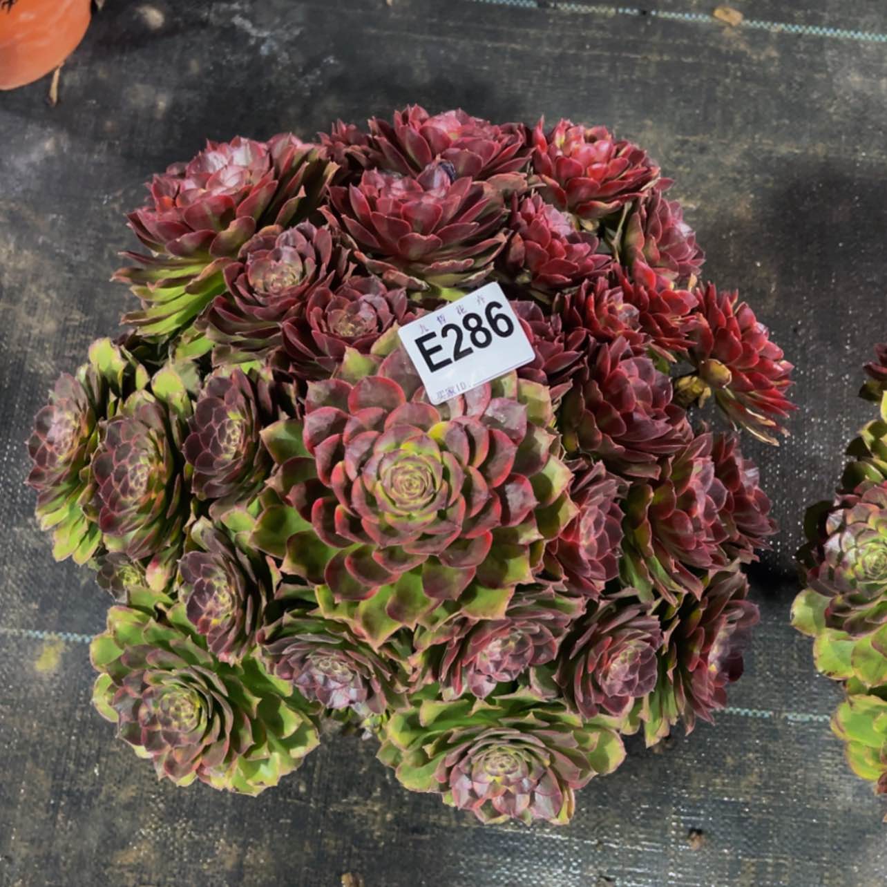 【闪购商品】28600