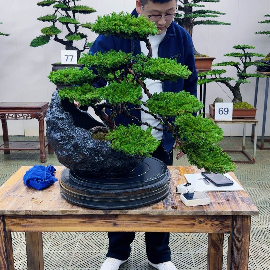 盆景柏树造型盆景