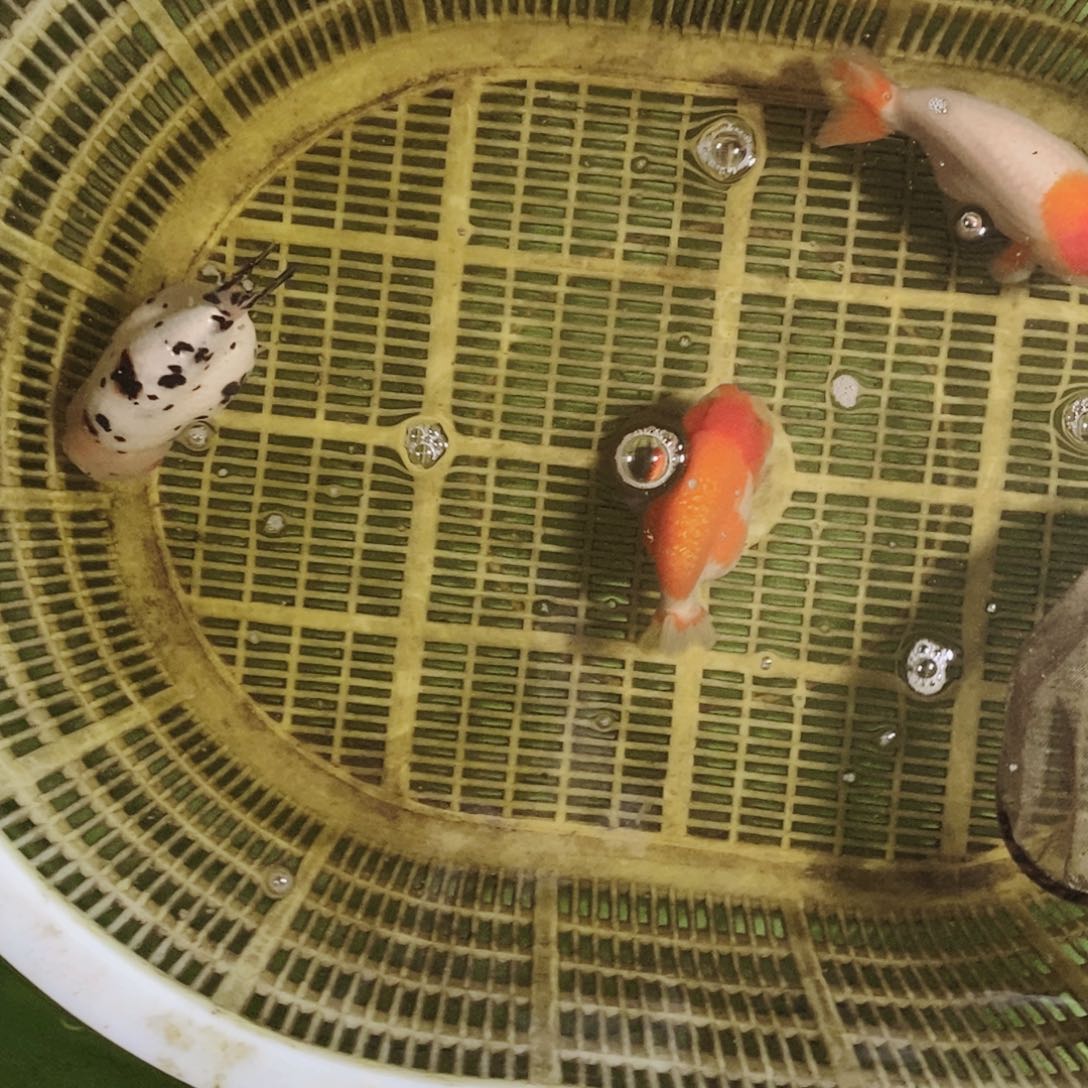 海水鱼轨*落地包损包健康