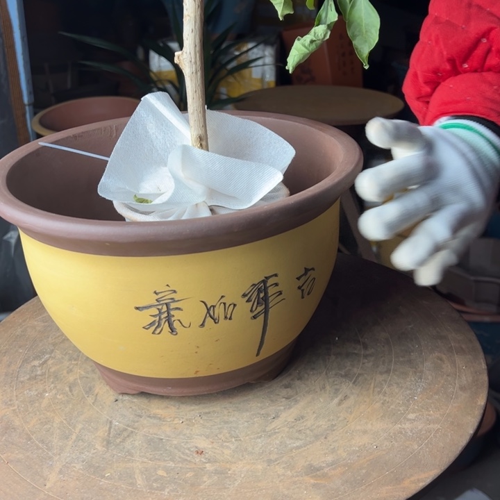 紫砂t005中华欧花盆华欧