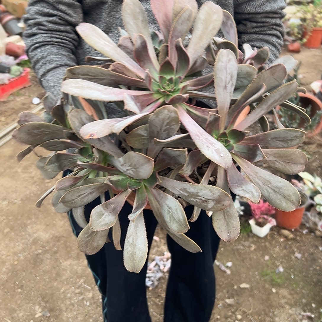 多肉植物多肉植物