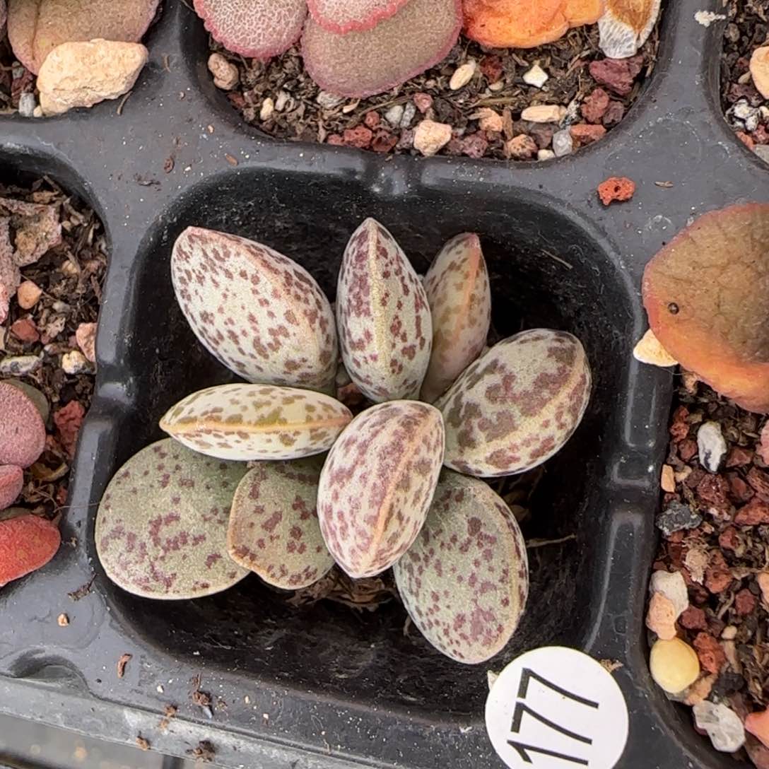 花蛋水泡多肉177水泡多肉