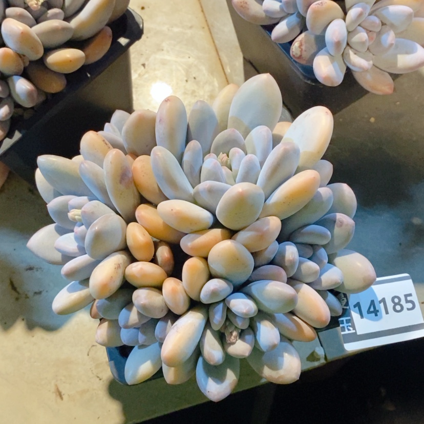 【闪购商品】香水14185