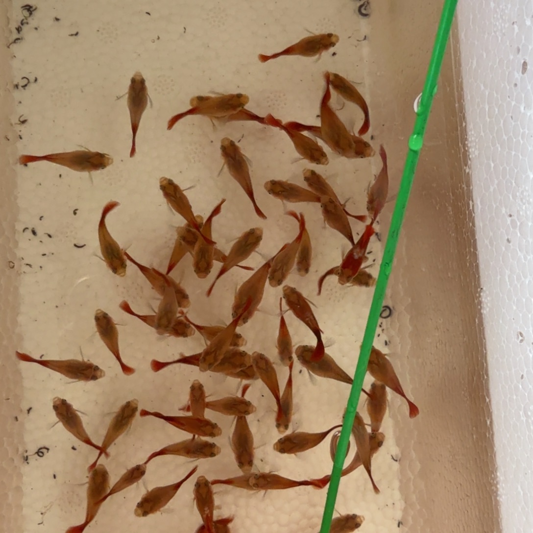 孔雀鱼黄暴球10条