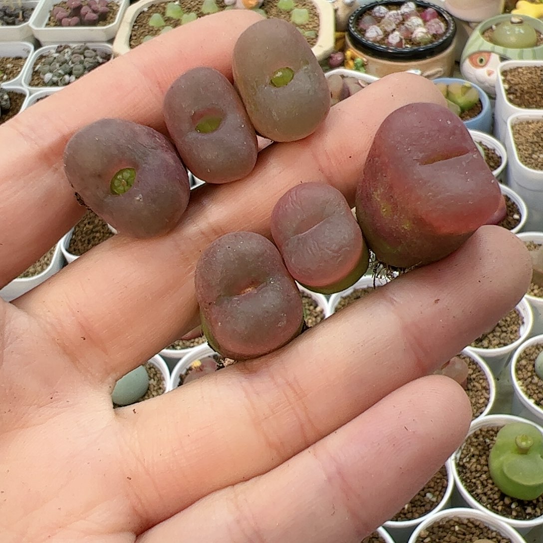 【闪购商品】335 秒