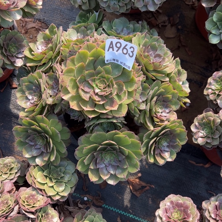 万拉丝多肉植物963.